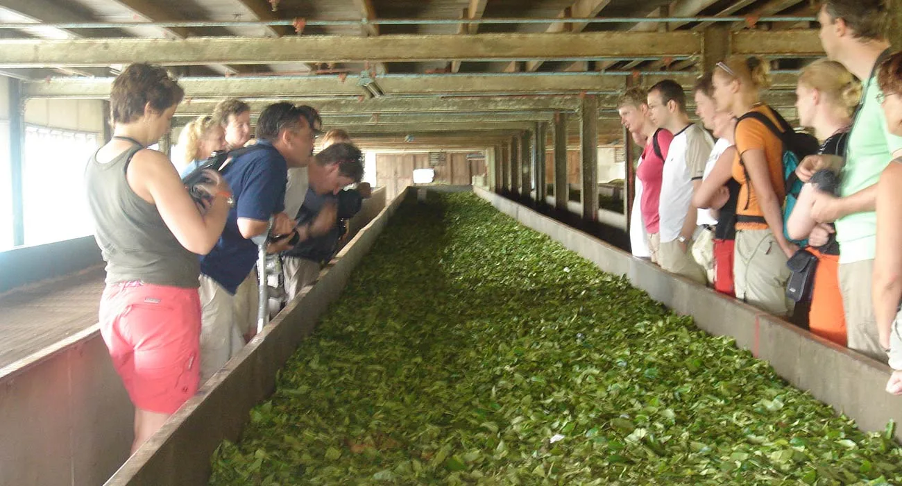 The Ceylon Tea Experience