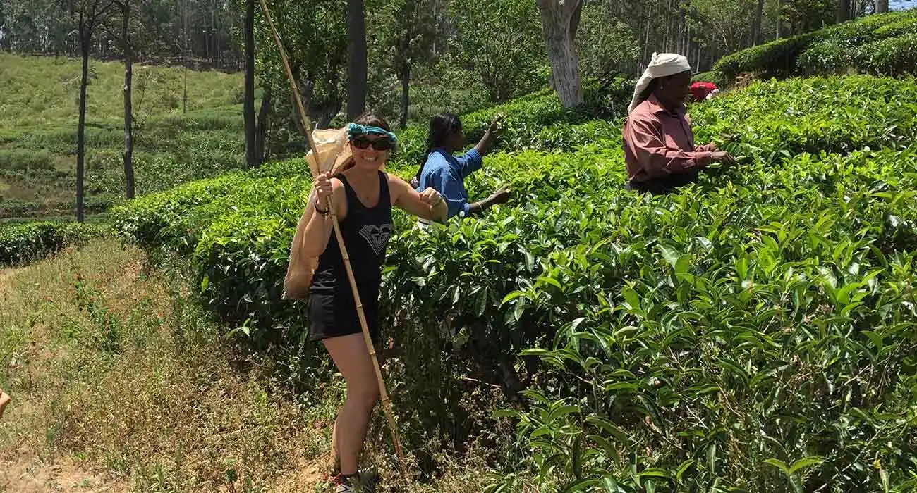 The Ceylon Tea Experience