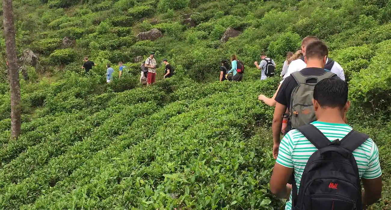 The Ceylon Tea Experience