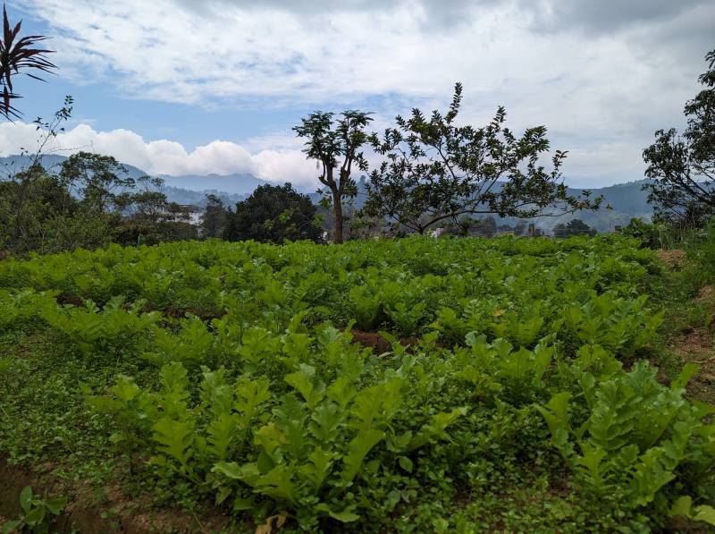 Horton Plains Nature Reserve