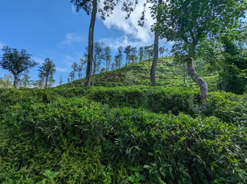 Trek to Little Adams Peak